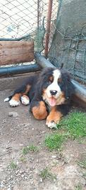 Cucciolo di Bovaro del bernese