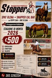 Monta stallone quarter reining super prezzo