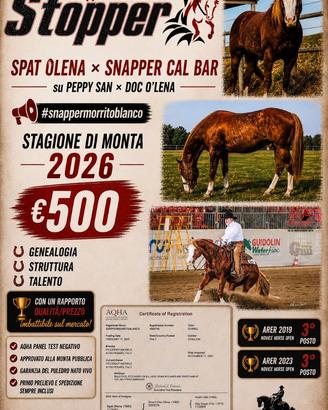 Monta stallone quarter reining super prezzo