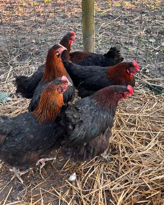 Marans