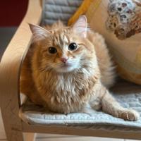 Gatto siberiano da monta