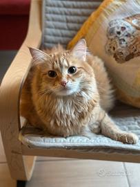 Gatto siberiano da monta