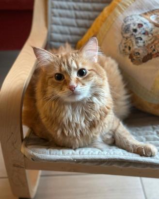 Gatto siberiano da monta