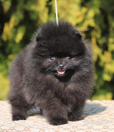 Cucciolo Pomerania nero Maschio
