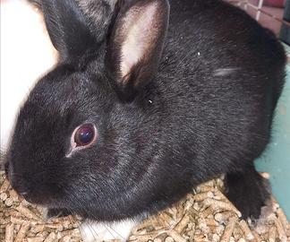 Coniglietto nano