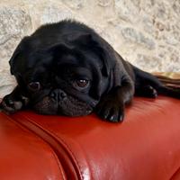 Carlino nero maschio per accoppiamento