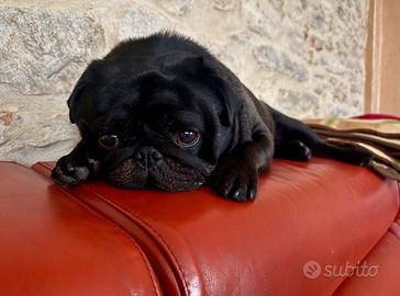 Carlino nero maschio per accoppiamento