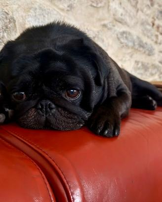 Carlino nero maschio per accoppiamento
