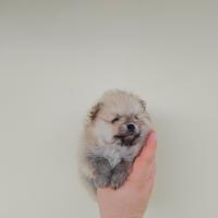 Spitz di pomerania Toy colore crema