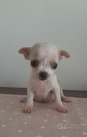 Cucciola Chihuahua Toy