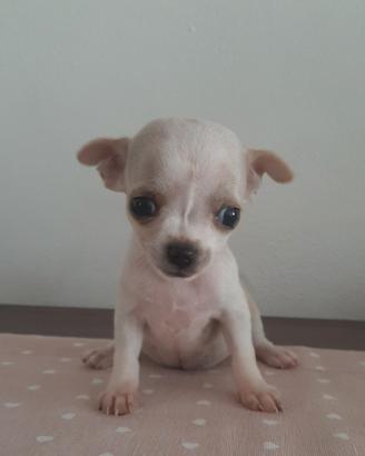 Cucciola Chihuahua Toy