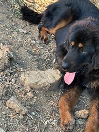Mastino tibetano
