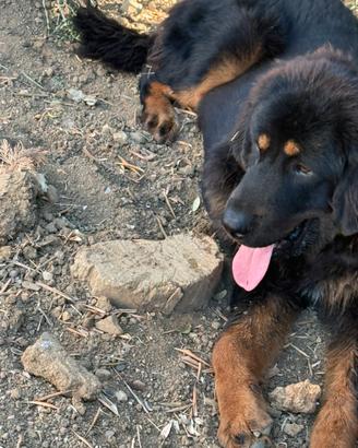 Mastino tibetano