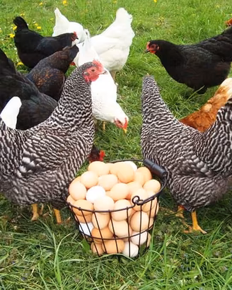 Galline ovaiole mix