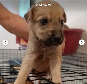 Cuccioli salvati dal abbandono