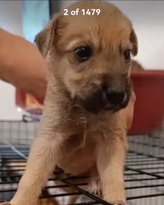 Cuccioli salvati dal abbandono
