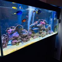 Acquario juwel rio 240