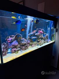 Acquario juwel rio 240