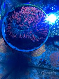 Anemone quadricolor