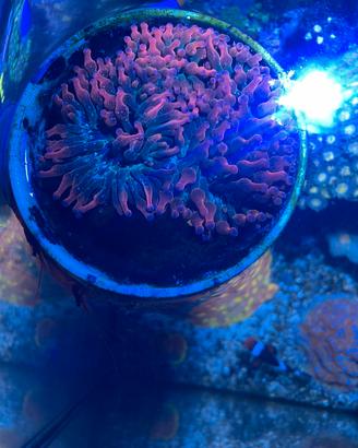 Anemone quadricolor