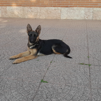 Cucciole pastore tedesco