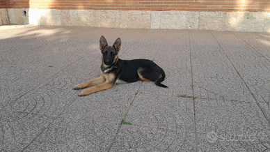 Cucciole pastore tedesco