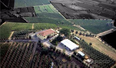 Azienda agricola produzione vino ed olio - Cerr...