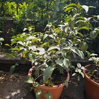 Piante di limoni