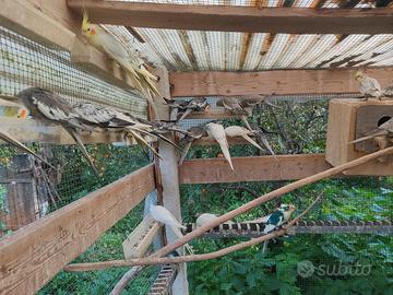 Pappagalli addestrati e da gabbia