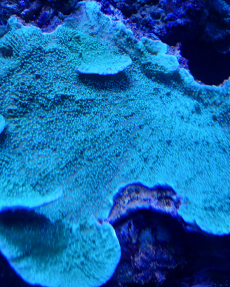 Foliosa Verde Fluo