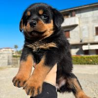 Cuccioli rottweiler