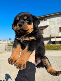 Cuccioli rottweiler