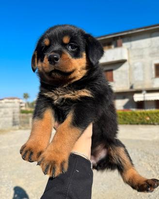 Cuccioli rottweiler