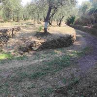 Alberi di ulivo