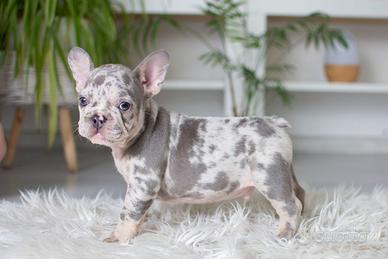 Cuccioli Bulldog Francese M e F