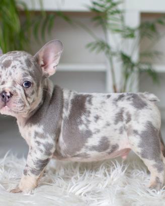 Cuccioli Bulldog Francese M e F