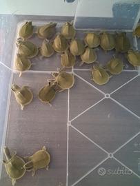 Tartaruga dal guscio molle - pelodiscus sinensis