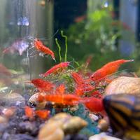 Lotto 10x Neocaridine Davidi "Bloody Mary"