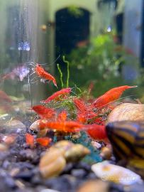 Lotto 10x Neocaridine Davidi "Bloody Mary"