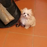 Maltipoo figlio di maltese coreana e barbone toy