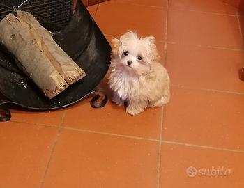 Maltipoo figlio di maltese coreana e barbone toy