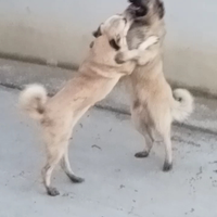 Cuccioli di kangal (madre) caucaso (padre)