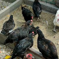 Pulcinotti MARANS e AUSTRALORP