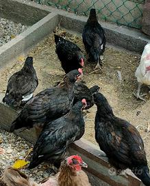 Pulcinotti MARANS e AUSTRALORP