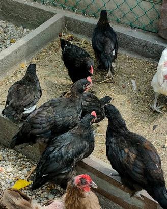 Pulcinotti MARANS