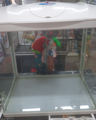 Acquario