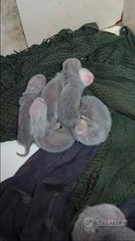 Cuccioli di furetto