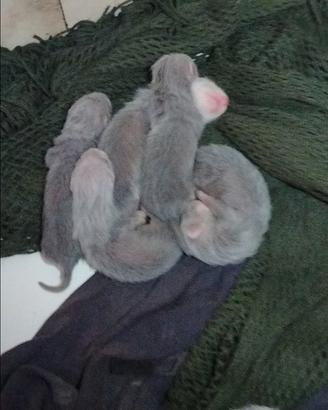 Cuccioli di furetto