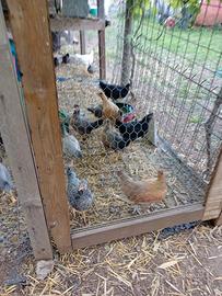 Galline e polli di tre mesi