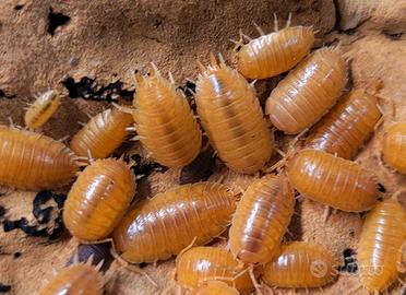 Isopodi porcellio laevis Orange 